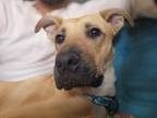 Adopt Lox a Tan/Yellow/Fawn - with Black Mountain Cur / Black Mouth Cur / Mixed