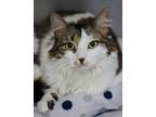 Adopt Trixie a Brown Tabby Domestic Longhair / Mixed Breed (Medium) / Mixed