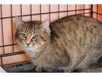 Adopt Margaret a Brown Tabby Domestic Shorthair / Mixed (short coat) cat in