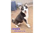 Adopt CINDER a Black - with White Husky / Alaskan Malamute / Mixed dog in