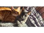Adopt Jonesy & Sassy a Orange or Red Tabby Domestic Shorthair (short coat) cat