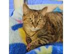 Adopt Bella a Brown Tabby Domestic Shorthair / Mixed Breed (Medium) / Mixed