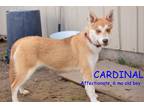 Adopt CARDINAL a Red/Golden/Orange/Chestnut - with White Shiba Inu / Husky /