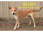 Adopt WINNY a Tan/Yellow/Fawn - with White Australian Kelpie / Mixed dog in