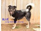 Adopt BLUE a Black - with Tan, Yellow or Fawn German Shepherd Dog / Husky /
