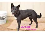 Adopt AZURE a Black - with White Shepherd (Unknown Type) / Australian Cattle Dog
