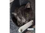 Adopt Saturday a Gray or Blue Domestic Shorthair / Mixed Breed (Medium) / Mixed