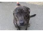 Adopt Brodie a Terrier (Unknown Type, Medium) / Mixed dog in Abbeville