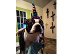 Adopt Ryder a Black - with White Boston Terrier / Mixed dog in Canyon Lake