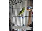 Adopt Vanessa and Isabella a Yellow Parakeet - Other bird in Aurora