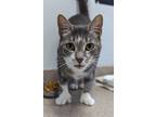 Adopt Pterodactyl a Gray, Blue or Silver Tabby Domestic Shorthair / Mixed (short