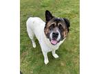 Adopt Bruno a White Akita / Mixed Breed (Medium) / Mixed (short coat) dog in