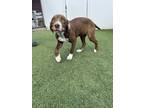 Adopt Basking Shark a Labrador Retriever / Mixed dog in Poughkeepsie