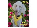 Adopt ZEN a White Standard Poodle / Mixed dog in Redington Beach, FL (41183174)