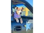 Adopt Buddy a Brown/Chocolate - with White Pit Bull Terrier / Mixed dog in Fort