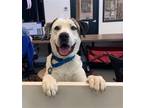 Adopt Jacob a White Pointer / Mixed dog in Elmsford, NY (40434956)