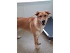 Adopt Lucy a Brindle German Shepherd Dog / Mixed Breed (Medium) / Mixed (short