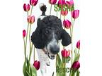 Adopt SASHA a White - with Black Poodle (Standard) / Mixed dog in Redington