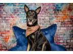 Adopt CJ a Black - with Tan, Yellow or Fawn Mixed Breed (Large) / Mixed dog in
