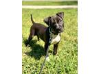 Adopt Ridge a Black - with White Staffordshire Bull Terrier / Labrador Retriever