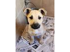 Adopt Meatball a Labrador Retriever / Mixed dog in Rossville, TN (41181763)