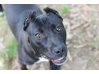 Adopt Hunter a American Pit Bull Terrier / Mixed dog in Rossville, TN (39585725)
