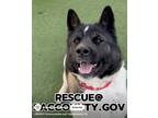 Adopt Acuna a Tricolor (Tan/Brown & Black & White) Akita / Mixed dog in San