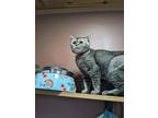 Adopt Swiss a Tan or Fawn British Shorthair (short coat) cat in Fork Union