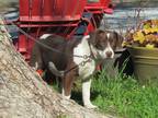 Adopt FLORA a Brown/Chocolate - with White Labrador Retriever / Mixed dog in