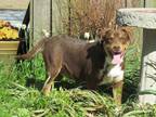Adopt IVAN a Brown/Chocolate - with Tan Labrador Retriever / Mixed dog in