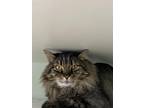 Adopt Callan a All Black Norwegian Forest Cat / Mixed Breed (Medium) / Mixed