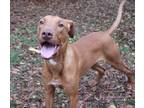 Adopt Grissom a Labrador Retriever / Mixed dog in Harrisonburg, VA (41182268)