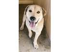 Adopt Kyon a Labrador Retriever / Mixed dog in Harrisonburg, VA (41182262)