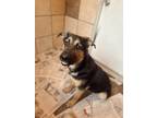 Adopt Mando a Labrador Retriever / Mixed dog in Harrisonburg, VA (41182260)