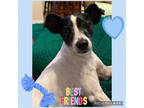 Adopt Tyreek a Rat Terrier / Mixed dog in Plantation, FL (39945236)
