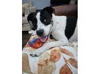 Adopt Luna a Black Boxer / Terrier (Unknown Type, Medium) / Mixed dog in