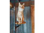 Adopt Corncob a Orange or Red Tabby Manx (short coat) cat in Canton