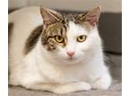 Adopt Heidi a Domestic Shorthair / Mixed cat in Ellijay, GA (40539829)