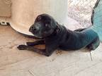 Adopt Wendel a Labrador Retriever / Mixed dog in Harrisonburg, VA (41182250)