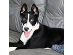 Adopt Ed a Labrador Retriever / Mixed dog in Harrisonburg, VA (41182244)