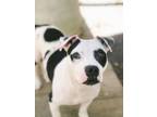 Adopt Dixie Chick a American Pit Bull Terrier / Mixed dog in Harrisonburg