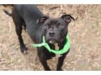 Adopt Stone a American Pit Bull Terrier / Mixed dog in Harrisonburg
