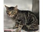 Adopt Flash a Brown Tabby Domestic Shorthair / Mixed Breed (Medium) / Mixed