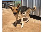 Adopt Rita a German Shepherd Dog / Collie / Mixed dog in San Tan Valley