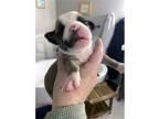 Adopt Tersea Pup Smokey a Tricolor (Tan/Brown & Black & White) Pit Bull Terrier