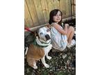 Adopt Mercy Cuddle Pro Pasadena a Brown/Chocolate Boxer dog in Portland