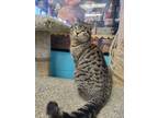 Adopt Gumbo a Brown Tabby Domestic Shorthair / Mixed Breed (Medium) / Mixed