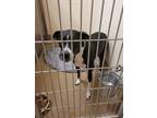 Adopt Layla a Black American Pit Bull Terrier / Boxer / Mixed (short coat) dog