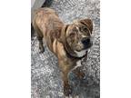 Adopt Number 3 a Brindle - with White Labrador Retriever / Mixed dog in