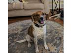 Adopt Go Daddy a Beagle dog in Bradenton, FL (41050900)